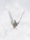 Arctic Tern Flying, Sterna Paradisaea