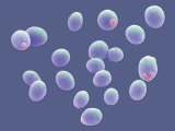 Budding Yeast Saccharomyces Cervisiae - Sem