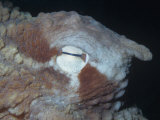Eye of the Giant Pacific Octopus