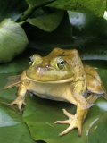 American Buffrog (Rana Catesbeiana) on Lily Pad