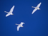 Migrating Tundra Swans