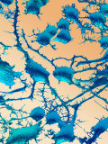 Neuron Showing the Axons and Dendrites