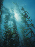 Giant Kelp Forest, Macrocystis Pyrifera, Central California, USA