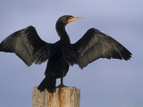 Double-Crested Cormorant Drying its Wings, , Phalacrocorax Auritus