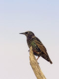 European Starling, Sturnus Vulgaris, an Introduced and Invasive Species, North America
