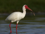 White Ibis, Eudocimus Albus, Southern USA