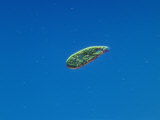 Living Euglena Gracilis Protozoa