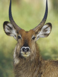 Defassa Waterbuck Head, Kobus Ellipsiprymnus Defassa, Nakuru, Kenya, Africa