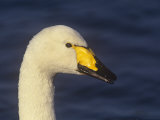 Whooper Swan Head, Cygnus Cygnus, Scotland