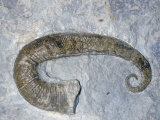 Ammonite Fossil (Acriocerus Pulcherrimum), Cretaceous Period, 145-85 M.Y.A., France