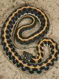 Black-Necked Gartersnake, , Thamnophis Siirtalis Occellata, Young Speciman, USA