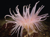 Crimson Sea Anemone, Cribrinopsis Fernaldi, Pacific Coast of Northwest North America
