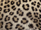 Leopard Skin Showing its Spots, Panthera Pardus, Masai Mara, Kenya, Africa