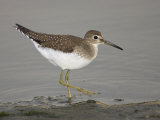 Solitary Sandpiper, Tringa Soliaria, . North America