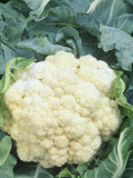 Buy Cauliflower (Brassica Oleracea), Snow Crown Variety at AllPosters.com