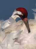 Whooping Crane (Grus Americana)