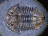 Trilobite Fossil (Niobides Armatus), Ordovician Period, 480 M.Y.A., Bolivia