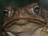 Giant Marine Toad, Bufo Marinus
