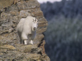 Mountain Goat, Oreamnos Americanus, on a Steep Mountain Cliff, Rocky Mountains, North America