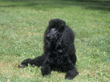 Standard Poodle, Black, Variety of Domestic Dog