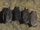 Buy Little Brown Bats Hibernating in a Cave (Myotis Lucifugus), USA at AllPosters.com