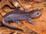 Buy Mole Salamander (Ambystoma Talpoideum) at AllPosters.com