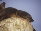 A California Sea Lion, Zalophus Californianus, with a Fishing Line around its Neck, California, USA