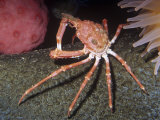 Longhorn Decorator Crab (Chorilia Longipes), a Deep-Water Species, California, Usa, Pacific Ocean