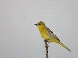Female Hooded Oriole, Icterus Cucullatus, Texas, USA