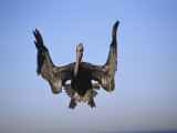Brown Pelican (Pelecanus Occidentali)