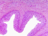 Buy Monkey Ureter X40 at AllPosters.com