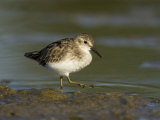 Least Sandpiper (Calidris Minutilla), USA