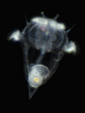 Buy Synchaeta Pectinata Is a Predatory Rotifer with Big Jaw-Like Trophi. Darkfield, Lm at AllPosters.com