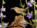 House Wren (Troglodytes Aedon) on a Fencepost with an Insect in its Bill