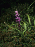 Heller's Blazingstar (Liatris Helleri), a Rare and Endangered Species, North Carolina, USA