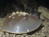 Horseshoe Crab (Limulus Polyphemus) Underwater, Atlantic Coast of North America