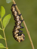Owl Moth Caterpillar Crawling on a Twig (Brahmaea Certhia)