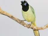 Green Jay, Cyanocorax Yncas, Texas, USA