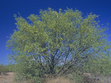 Velvet Mesquite Tree, Prosopis Velutina, Sonoran Desert, Arizona, USA