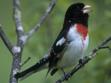 Rose-Breasted Grosbeak Singing, Pheucticus Ludovicianus, . Eastern USA
