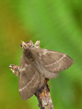 Moth (Hylesia) Female on a Twig