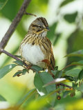Lincoln's Sparrow, Melospiza Lincolnii, North America