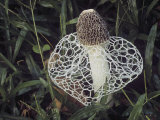 Buy Veiled Stinkhorn Mushroom, Dictyophora Duplicata at AllPosters.com