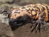 Gila Monster (Heloderma Suspectum), USA