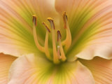 Flower Parts of a Hybrid Daylily, Hemerocallis, Showing the Pistil and Stamens with Pollen