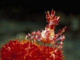 Decorator or Soft Coral Crab