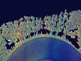 Vitamin C (Ascorbic Acid) Crystals. Polarized Lm