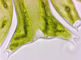 Buy Close Up of Green Algae Micrasterias, a Flat Placoderm Desmid with Highly Lobed Semicells at AllPosters.com