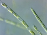 Buy Stigeoclonium, a Branched Filamentous Green Algae. Cells Contain Single Parietal Chloroplasts at AllPosters.com