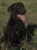 Chocolate Labrador Retriever Sitting in Field